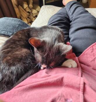 Popcorn -  Domestic Short Hair Cat for Adoption in Georgina, Ontario - Popcorn | PetCurious