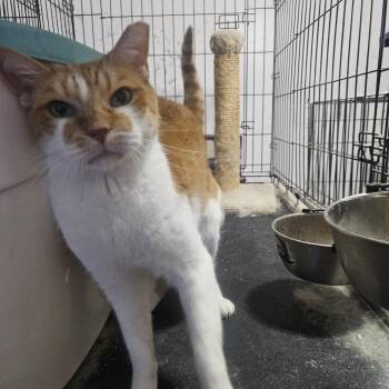 DEXTER -  Domestic Short Hair Cat Available for Adoption in New York, New York - DEXTER | PetCurious