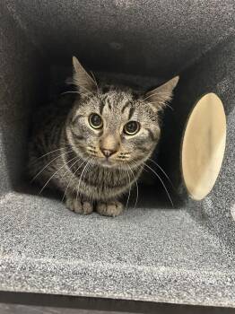 Ray -  Domestic Short Hair Cat for Adoption in Fruit Heights, Utah - Ray | PetCurious