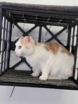 American Shorthair Cats Available for Adoption - Pippin | PetCurious