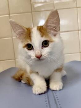 Flash -  Domestic Medium Hair and Domestic Short Hair Cat for Adoption in San Antonio, Texas - Flash | PetCurious