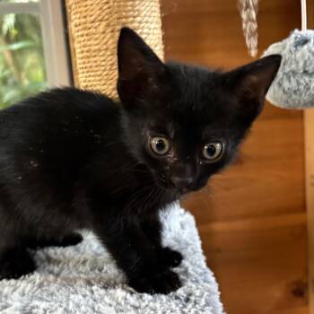 Oreo -  Domestic Short Hair Cat for Adoption in Jupiter, Florida - Oreo | PetCurious