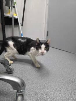 Rescue Domestic Short Hair Cats for Adoption in Sevierville, Tennessee - Stoney | PetCurious