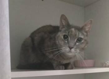 Juniper -  Domestic Short Hair Cat for Adoption in Palm Coast, Florida - Juniper | PetCurious