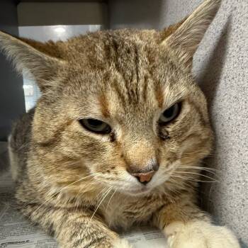 Domestic Short Hair Cats Available for Adoption in Quakertown, Pennsylvania - Baklava | PetCurious