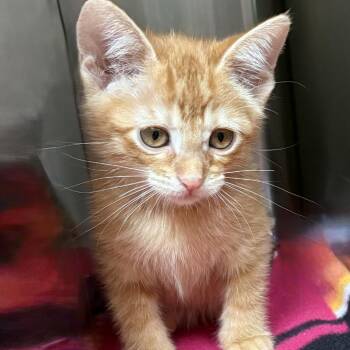 Ruth Roman -  Domestic Short Hair Cat for Adoption in Los Angeles, California - Ruth Roman | PetCurious