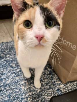 Rescue Calico Cats for Adoption in Chandler, Arizona - Callianna Knight | PetCurious