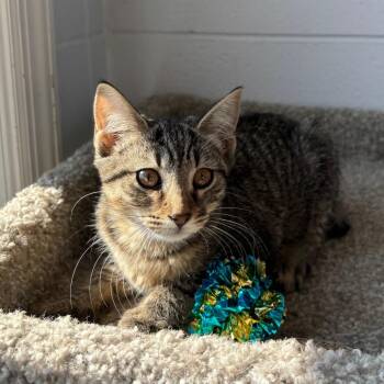 Turkish Hen -  Domestic Short Hair Cat for Adoption in South Elgin, Illinois - Turkish Hen | PetCurious
