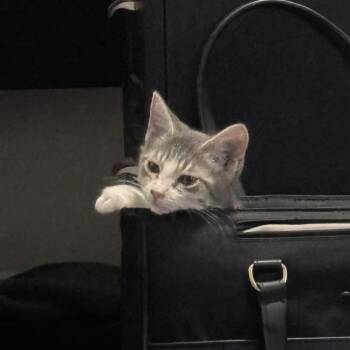 Lettuce -  Domestic Short Hair Cat for Adoption in Cumming, Georgia - Lettuce | PetCurious