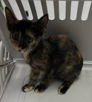 If-12c Misha -  Domestic Short Hair Cat for Adoption in Lawrenceville, Georgia - If-12c Misha | PetCurious