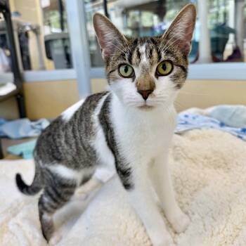 Autumn -  Tabby Cat for Adoption in Eatontown, New Jersey - Autumn | PetCurious