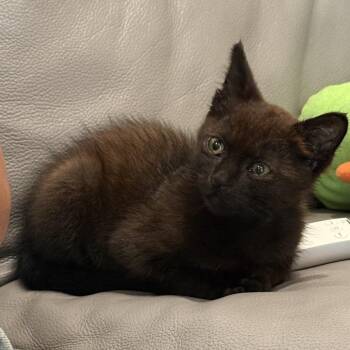 Toasty -  Domestic Short Hair and Siamese Cat for Adoption in Los Angeles, California - Toasty | PetCurious