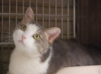 YUKI -  Tabby and Domestic Medium Hair Cat for Adoption in Pasadena, California - YUKI | PetCurious
