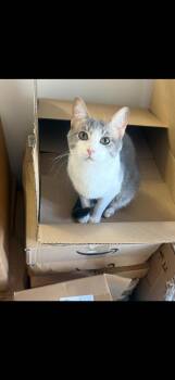 American Shorthair Cats Available for Adoption - Percy | PetCurious