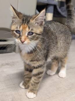 Healey -  Domestic Short Hair Cat for Adoption in Chuckey, Tennessee - Healey | PetCurious