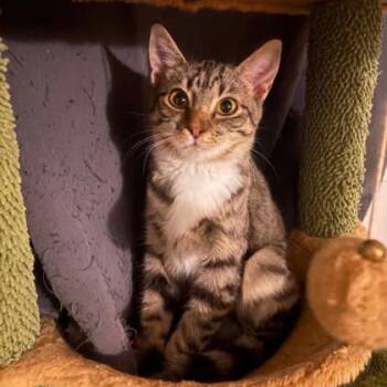 Domestic Short Hair Cats Available for Adoption in Warr Acres, Oklahoma - Harley | PetCurious