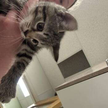 Payday -  Domestic Short Hair Cat for Adoption in Ottawa, Kansas - Payday | PetCurious