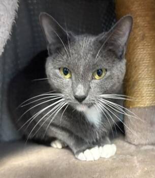 Rescue Domestic Short Hair Cats for Adoption in Munster, Indiana - Tommi | PetCurious