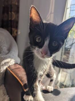 Trevven -  Domestic Short Hair Cat for Adoption in Fort Lupton, Colorado - Trevven | PetCurious