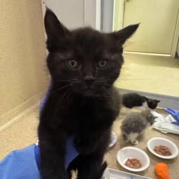 Horseshoe Bat -  Domestic Short Hair Cat for Adoption in Pekin, Illinois - Horseshoe Bat | PetCurious