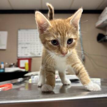 Domestic Short Hair Cats Available for Adoption in Newport, North Carolina - Robin | PetCurious