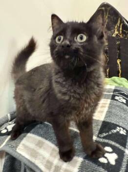 Domestic Short Hair Cats Available for Adoption - CALIX | PetCurious
