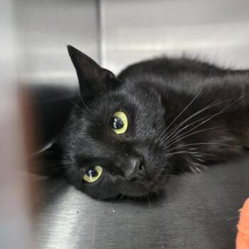 Ink -  Domestic Short Hair Cat for Adoption in Prineville, Oregon - Ink | PetCurious