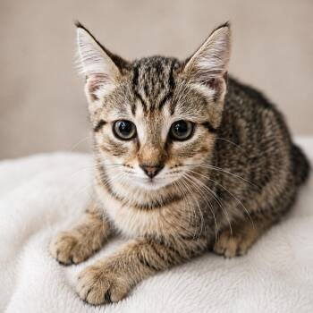 Violet -  Domestic Short Hair Cat for Adoption in Sarasota, Florida - Violet | PetCurious