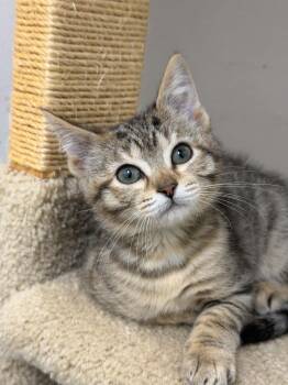 Heist -  Domestic Short Hair Cat for Adoption in Martinsville, Indiana - Heist | PetCurious