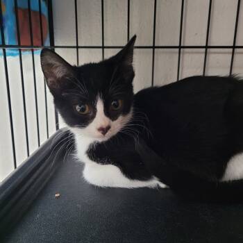 Rescue Domestic Short Hair Cats for Adoption in Belfair, Washington - Hugo | PetCurious