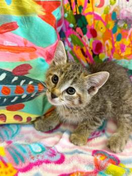 Rescue Domestic Short Hair Cats for Adoption in Effingham, Illinois - Zadie | PetCurious