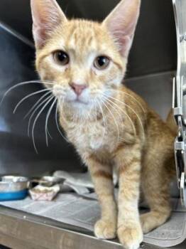 Puff -  Domestic Short Hair Cat for Adoption in Houston, Texas - Puff | PetCurious