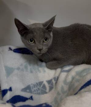 Russian Blue Cats Available for Adoption in Cuyahoga Falls, Ohio - Blue | PetCurious