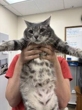 Grey -  Domestic Short Hair Cat for Adoption in Palm Coast, Florida - Grey | PetCurious