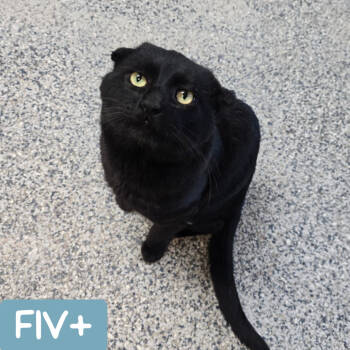 Rescue Domestic Short Hair Cats for Adoption in Denver, Colorado - Batman | PetCurious