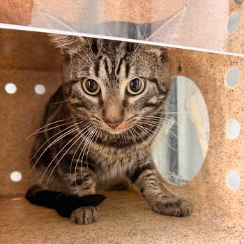 Curly -  Domestic Short Hair Cat for Adoption in Philadelphia, Pennsylvania - Curly | PetCurious