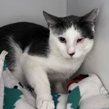Cosca -  Domestic Short Hair Cat for Adoption in Kanab, Utah - Cosca | PetCurious