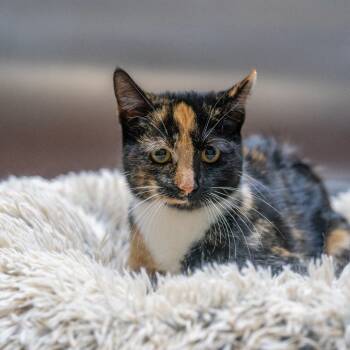 Rescue Domestic Short Hair Cats for Adoption in Gainesville, Georgia - Rebecca | PetCurious