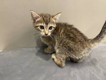 Rescue Domestic Short Hair Cats for Adoption in Dickson, Tennessee - Maraca | PetCurious