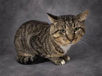 LALO -  Domestic Short Hair Cat for Adoption in Winter Haven, Florida - LALO | PetCurious