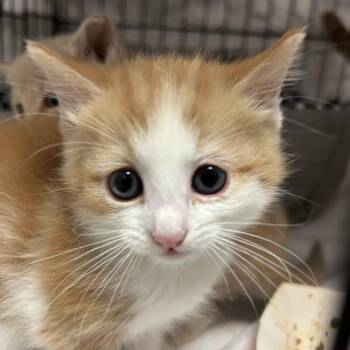 Domestic Short Hair Cats Available for Adoption in Branson, Missouri - Aripawna Grande | PetCurious