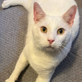 Rescue Domestic Short Hair Cats for Adoption in Gibsonia, Pennsylvania - Rutherford | PetCurious