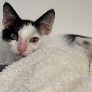 Rider -  Domestic Short Hair Cat for Adoption in West Palm Beach, Florida - Rider | PetCurious