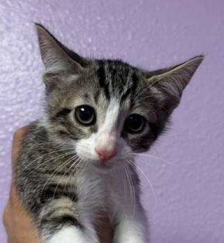 Gregory Bridgerton -  Domestic Short Hair Cat for Adoption in El Paso, Texas - Gregory Bridgerton | PetCurious