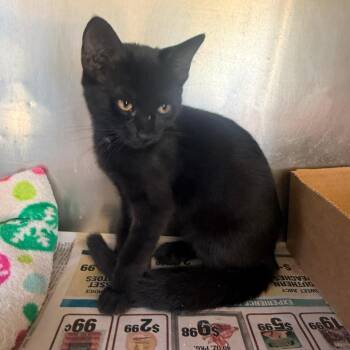 Lilac -  Domestic Short Hair Cat for Adoption in Corinth, Mississippi - Lilac | PetCurious