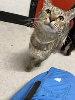 Feyre FKA cat 8 -  Domestic Short Hair Cat for Adoption in West Chester, Pennsylvania - Feyre FKA Cat 8 | PetCurious