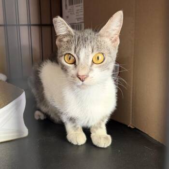 Piper (mom) -  Domestic Short Hair Cat for Adoption in Long Beach, California - Piper (mom) | PetCurious