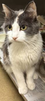 Rescue Domestic Short Hair Cats for Adoption in Fort Worth, Texas - Flor | PetCurious