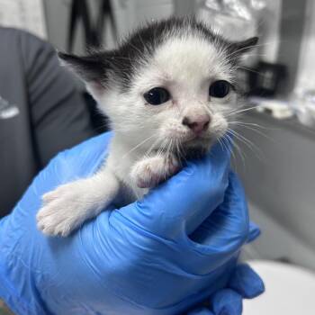 Bambi -  Domestic Short Hair Cat for Adoption in Summerville, South Carolina - Bambi | PetCurious