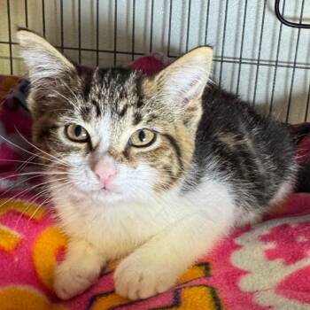 Pricilla -  Domestic Short Hair Cat for Adoption in Saginaw, Michigan - Pricilla | PetCurious